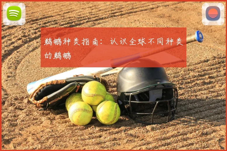 鹈鹕种类指南:认识全球不同种类的鹈鹕